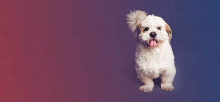 How to Become a Pet Groomer