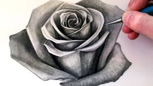 drawing of a rose